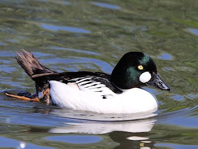 Goldeneye (WWT Slimbridge May 2017) - pic by Nigel Key